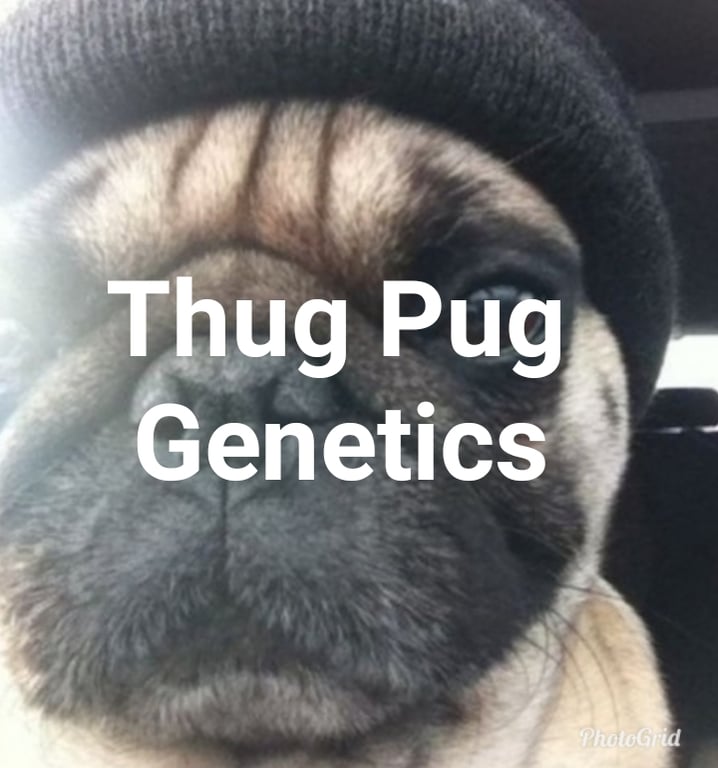 ThugPug Genetics