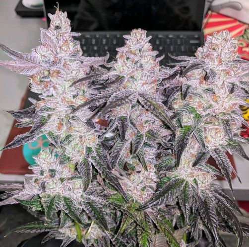 Indica Seeds