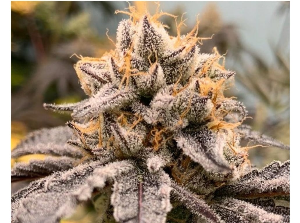 Autoflower Seeds