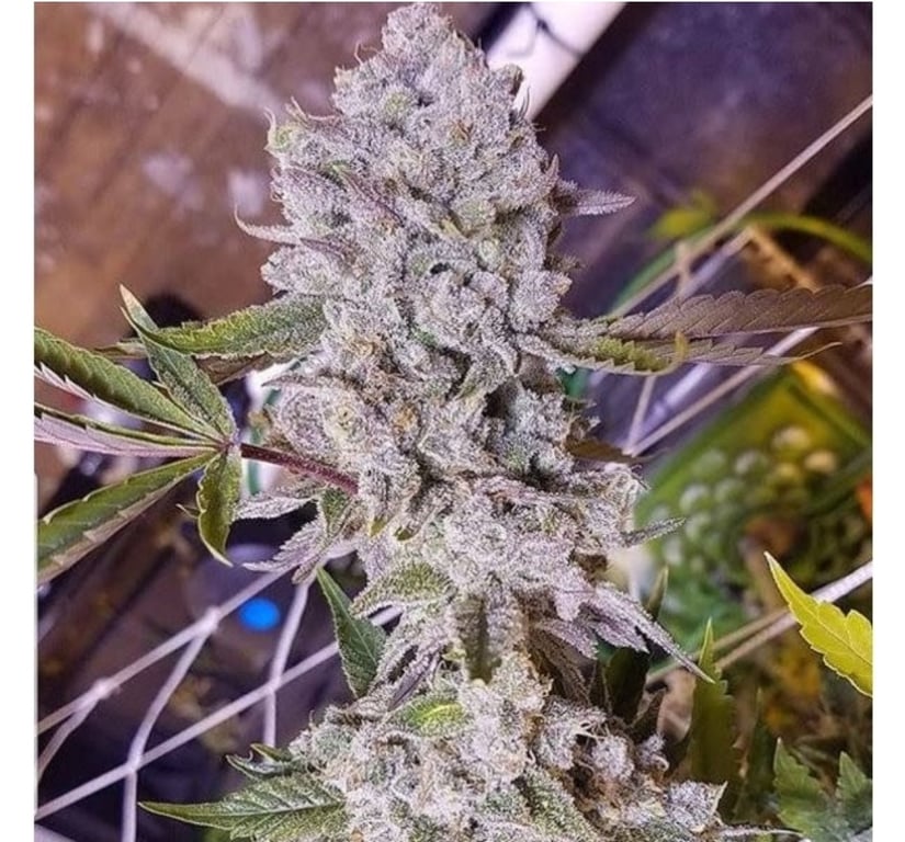 Feminized Seeds