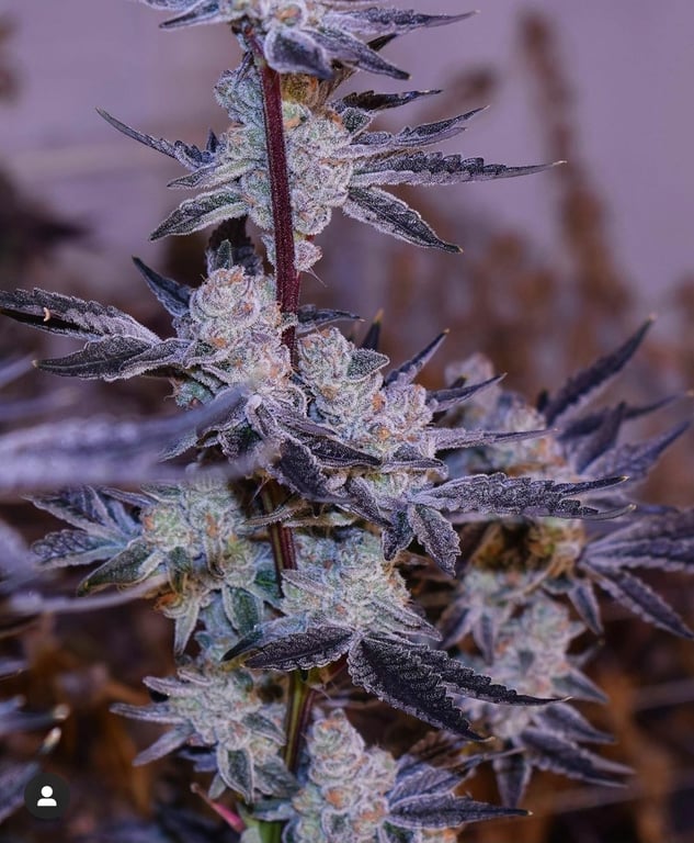 Platinum Jelly Feminized Seeds – Inhouse Genetics