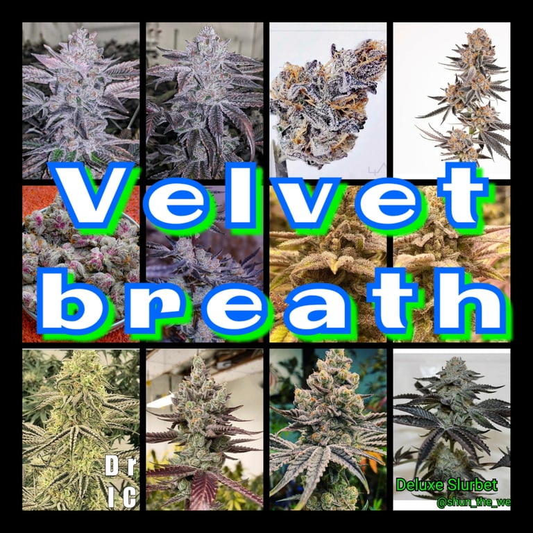 Velvet Breath feminized seeds by Inhouse Genetics