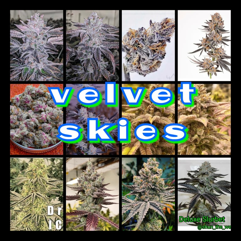 Velvet Skies feminized seeds by Inhouse Genetics