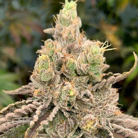 Hybrid Seeds