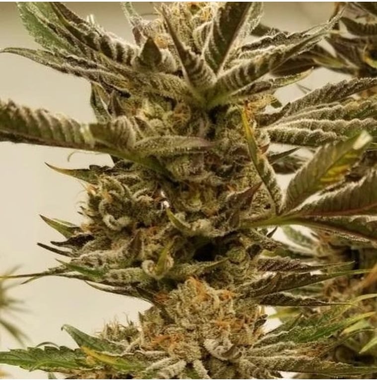 Golden Apples Feminized Seeds – Inhouse Genetics