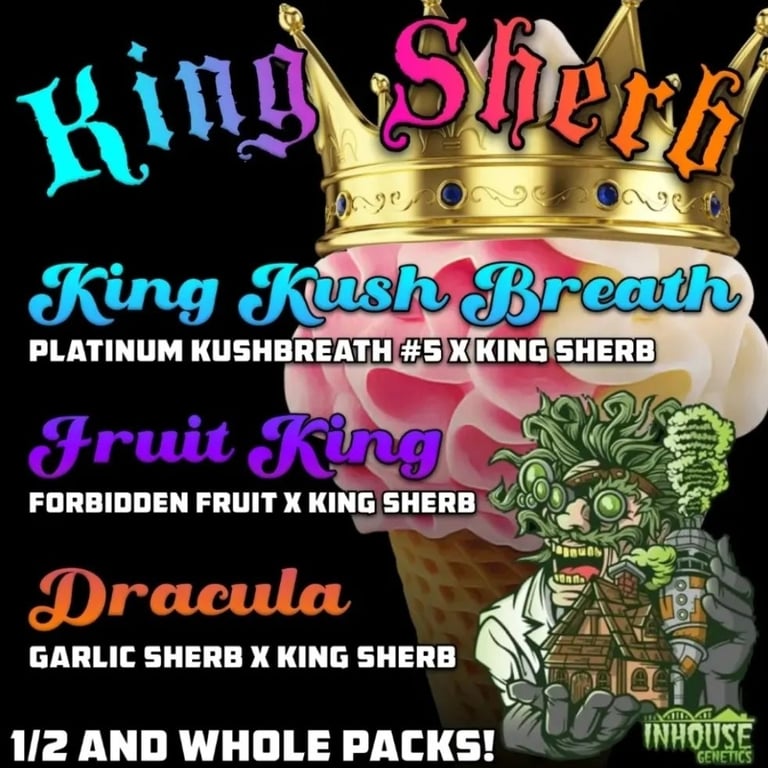 Dracula Feminized Seeds – Inhouse Genetics