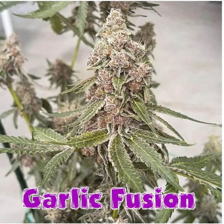 Garlic Fusion Feminized Seeds – Inhouse Genetics