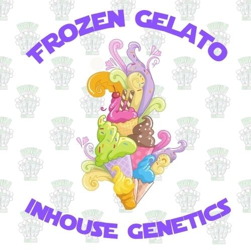 Frozen Gelato feminized seeds by Inhouse Genetics