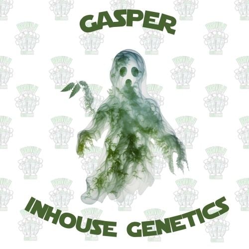 Gasper feminized seeds by Inhouse Genetics
