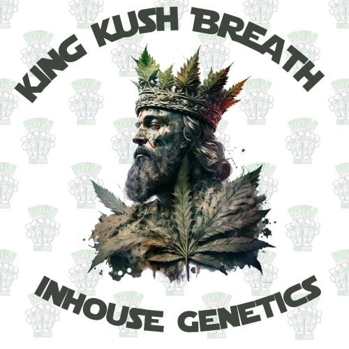 King Kush Breath feminized seeds by Inhouse Genetics