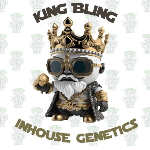 King Bling feminized seeds by Inhouse Genetics