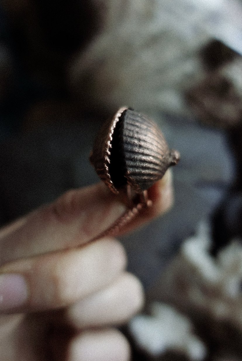 ✤ Ocean Shell ✤