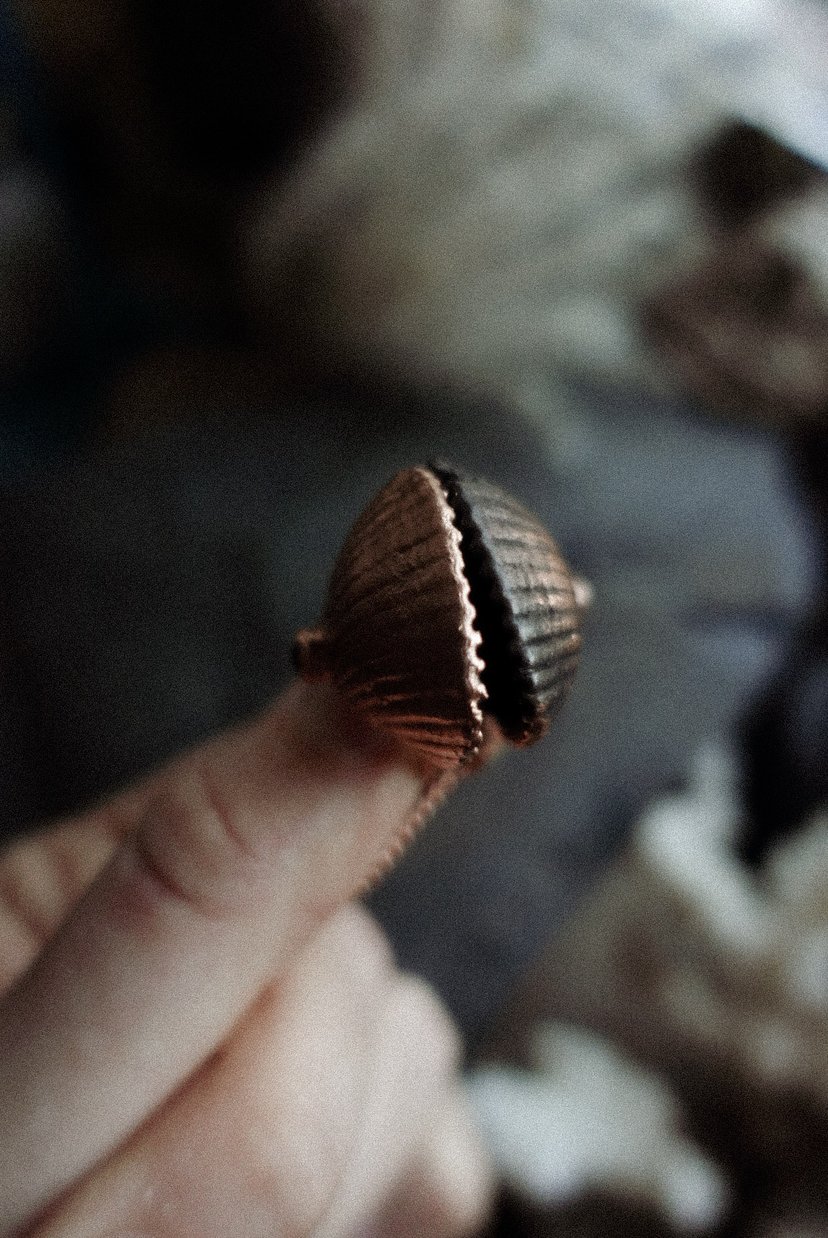 ✤ Ocean Shell ✤