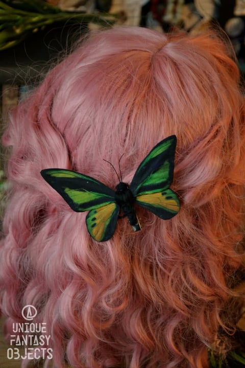 Spinka lub broszka z motylem ornithoptera goliath Spinka