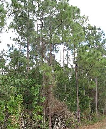 16892 Hamlin Boulevard,The Acreage,FL,United States preview