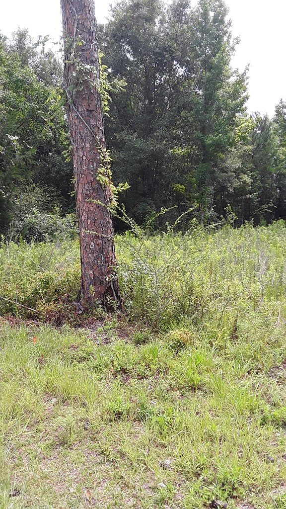 8110 Old Flomaton Road,Century,FL,United States preview