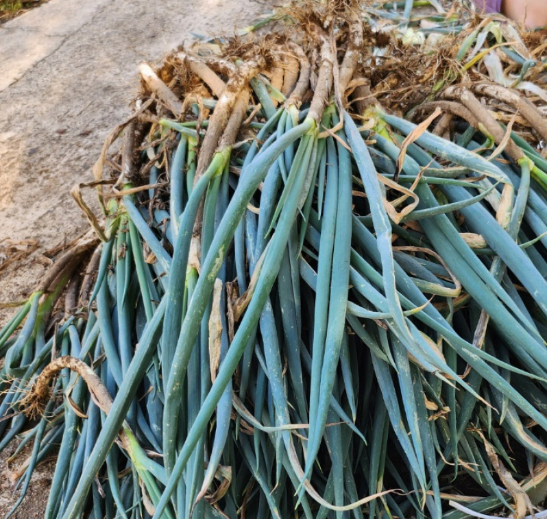 언니네텃밭 조리 사진