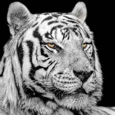 International Exotic Feline Sanctuary Inc.