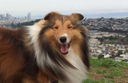 San Francisco Dog Owners Group