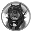 Mr Mo Project Senior Dog Rescue Inc.