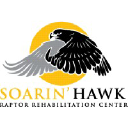 Soarin Hawk Raptor Rehabilitation Inc.