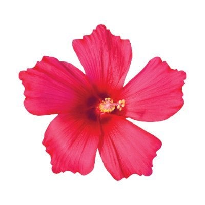 San Antonio Botanical Garden Society Inc.