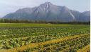 Alaska Farmland Trust Corporation