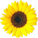 Sunflower Rail-Trails Conservancy Inc.