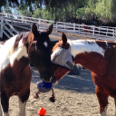 Laughing Pony Rescue Inc.