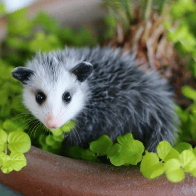 The Creature Conservancy