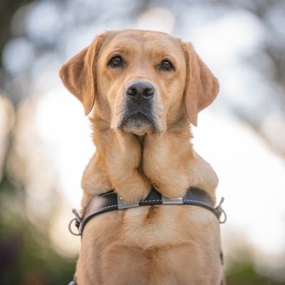 Southeastern Guide Dogs Inc.