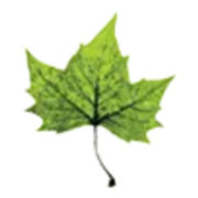 Friends of Duane Park Inc.