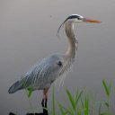Friends of the Shiawassee River Inc.
