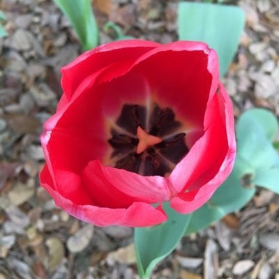 Airlie Gardens Foundation Inc. Logo