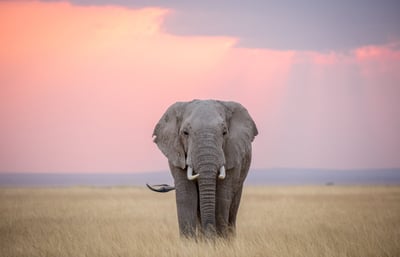 Space for Giants USA Inc.