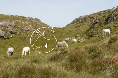 Equine International Corp