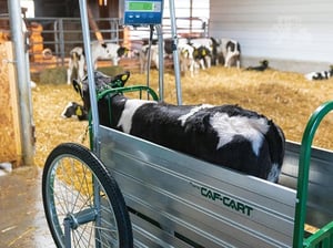 Image of CALF CART SCALE SYSTEM