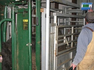 Image of SQUEEZE CHUTE SCALE SYSTEMS