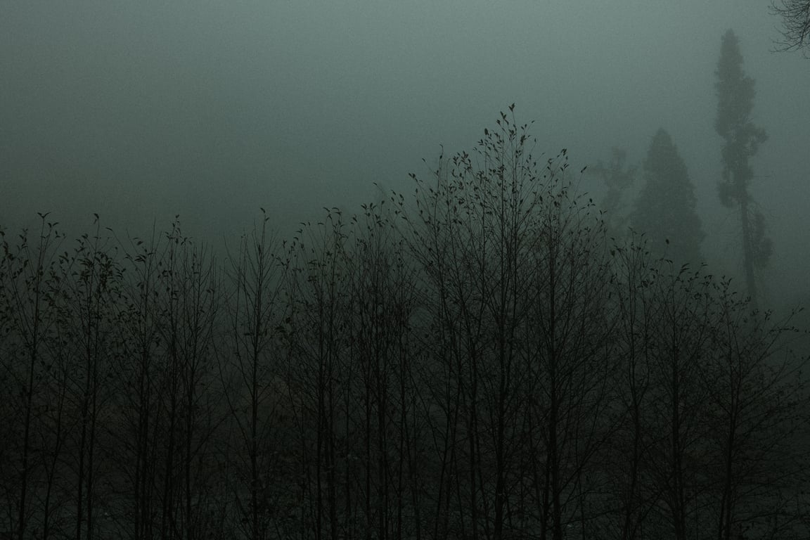 Shoreline Shrubs