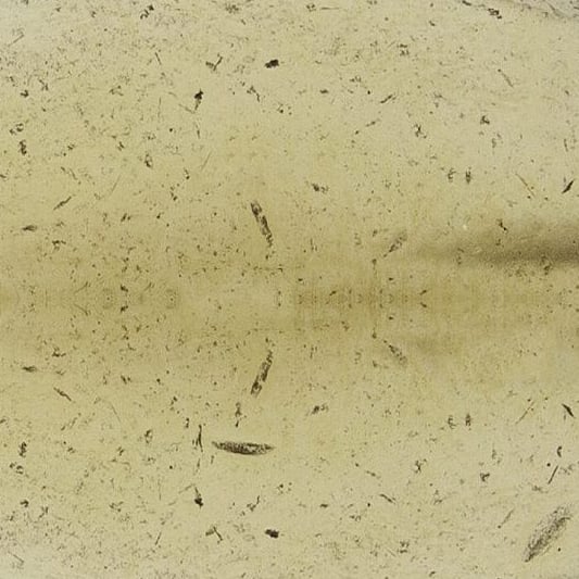 SHINY BRASS (OLV)