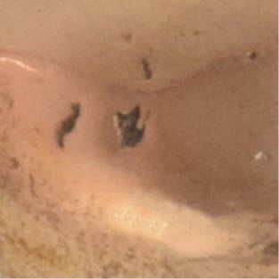 NATURAL BRONZE (NB)