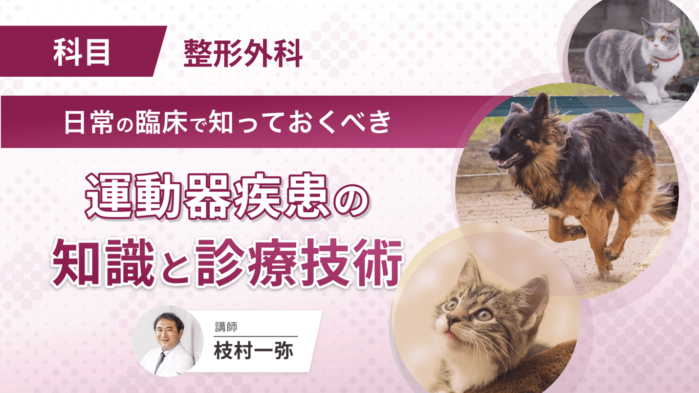 猫の関節手術と筋骨格系の疾患