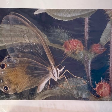 100123262 - National Geographic Photo of Calliteara Genus on A Melastoma Plan -  - ARTWORK
