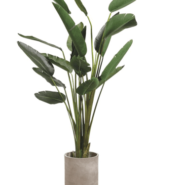 Birds of Paradise in Cement Planter
