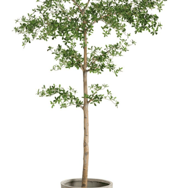 Shady Lady Tree in Cement Planter Green