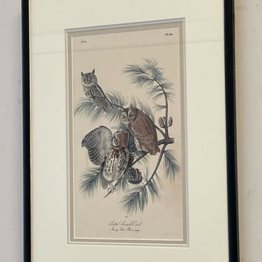 Framed Lithograph, Conserved Book Plate "Little Screech Owl"