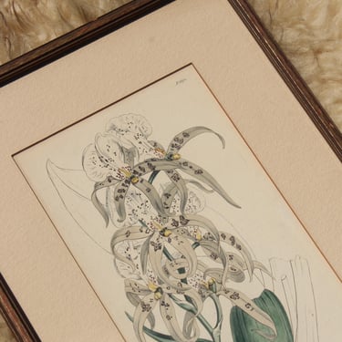 Antique 1815 Curtis's Botanical Magazine Orchid Print No.1691 | Brassia Maculata | Sydenham Edwards | Hand Colored Engraving 