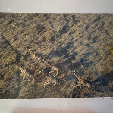 100143747 - Limited Edition Chris Johns National Geographic Photo Running Giraffes