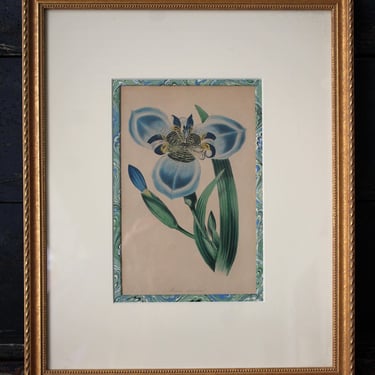 Antique Hand Colored Botanical Lithograph Mariea Carulea 
