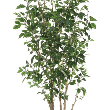 Ficus Benjanina Tree in Fiber Cement Planter